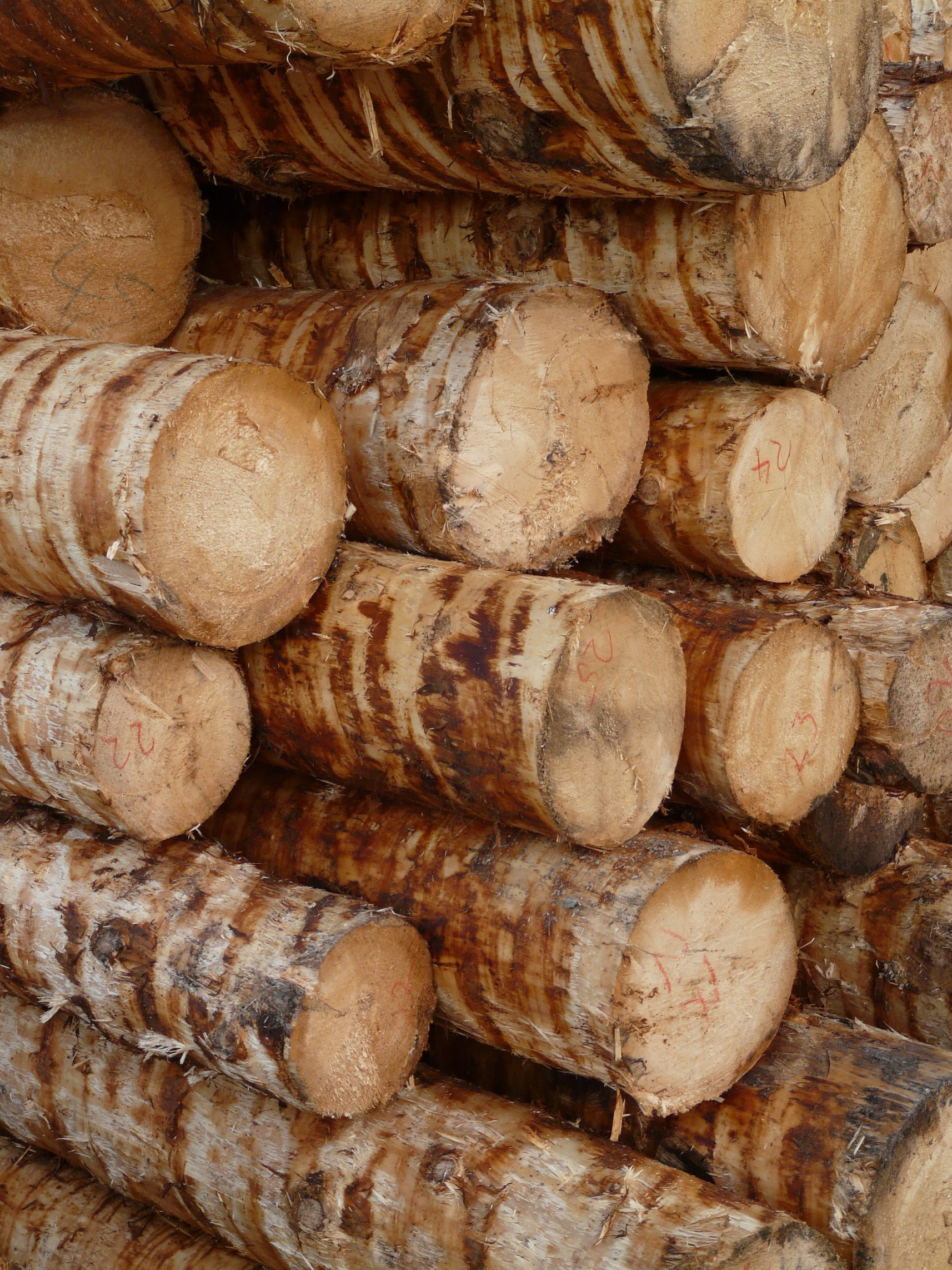 Coconut Log Pile